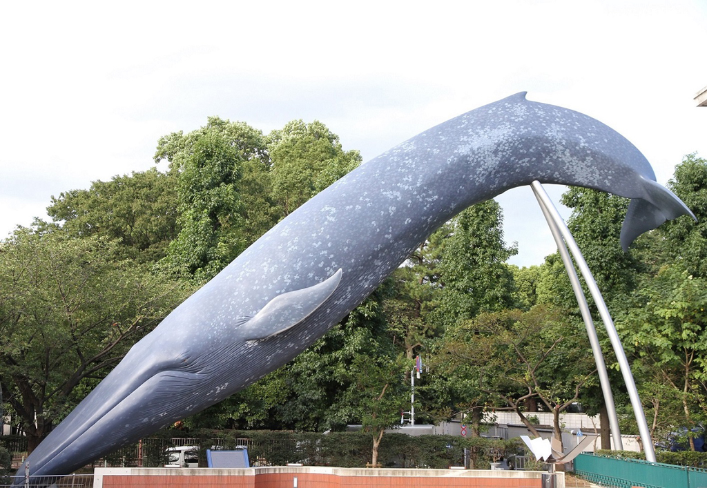 シロナガスクジラの実物大模型/国立科学博物館(東京都/台東区)