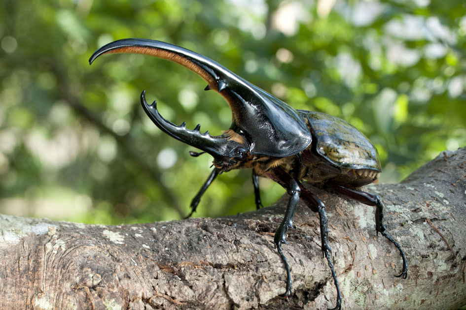 ヘラクレスオオカブト/ぐんま昆虫の森(群馬県/桐生市)