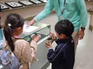 関西のおすすめ昆虫館!カブトムシとのふれあい体験施設や、蝶が舞う温室も