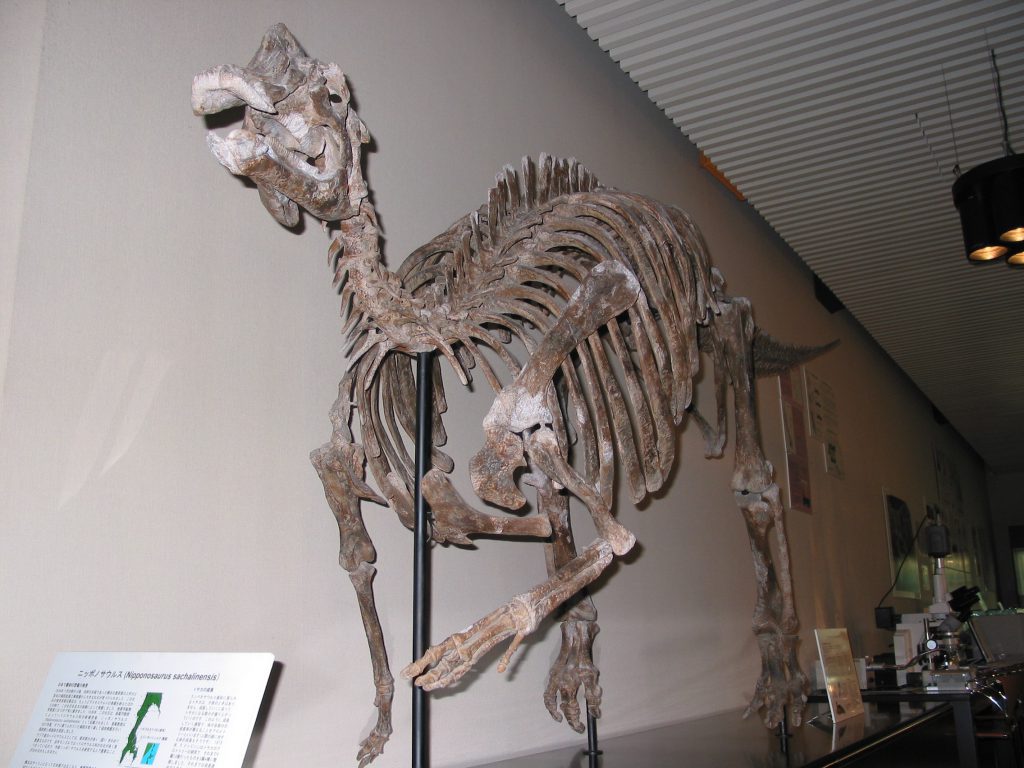 ニッポノサウルスの全身骨格標本/北海道大学総合博物館(札幌市)