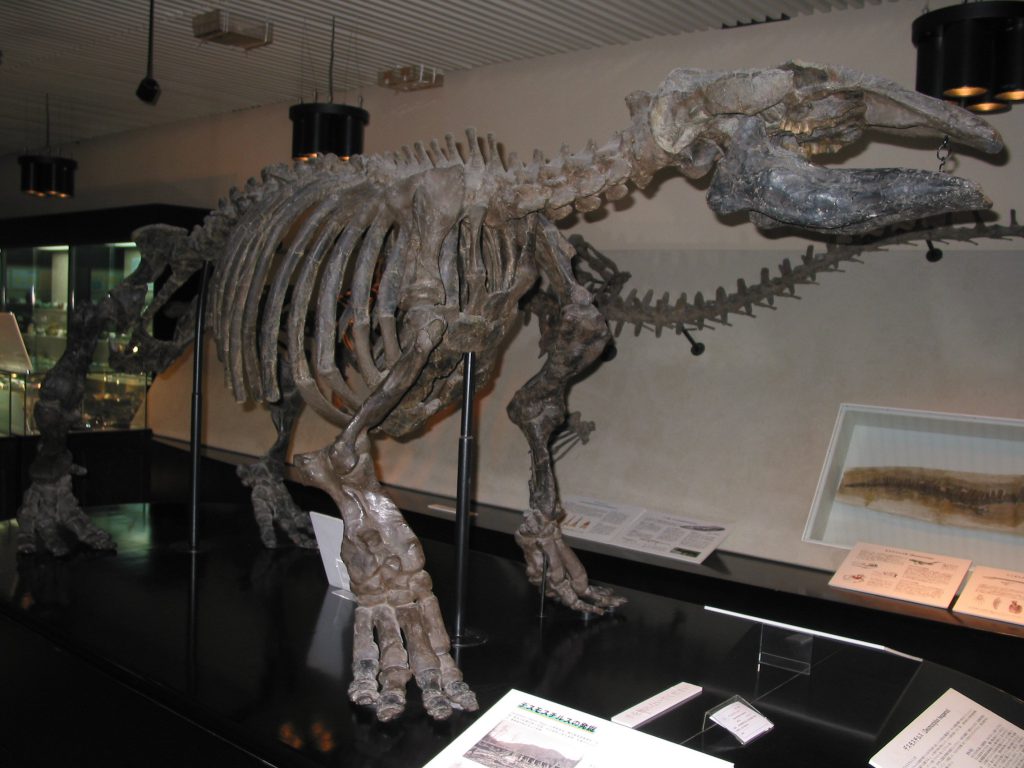 デスモスチルスの全身骨格標本/北海道大学総合博物館(札幌市)