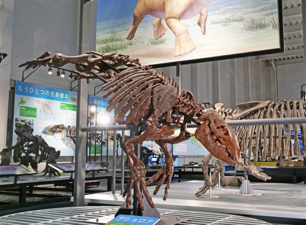 原始的な束柱類アショロアの骨格/足寄動物化石博物館(北海道)