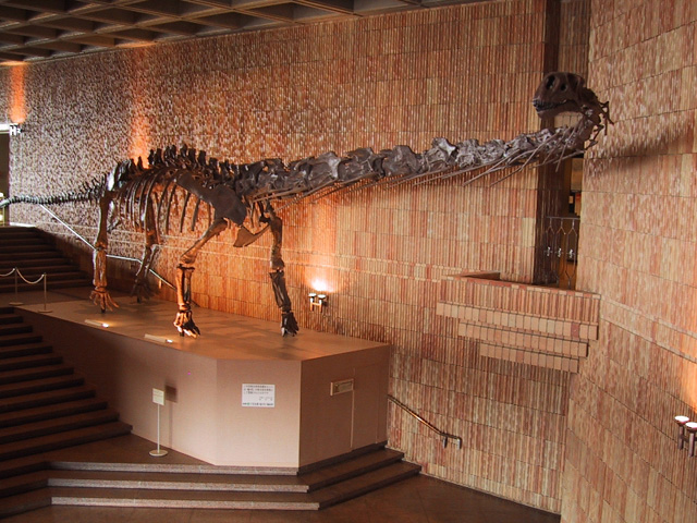 マメンキサウルスの復元全身骨格/岩手県立博物館(岩手県/盛岡市)