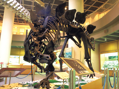 ステゴサウルス全身骨格復元標本/東北大学総合学術博物館(宮城県/仙台市)
