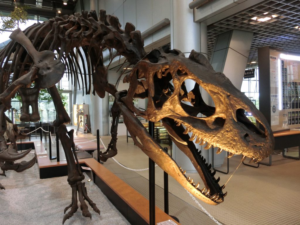 アロサウルスの全身骨格/スリーエム仙台市科学館(宮城県/仙台市)