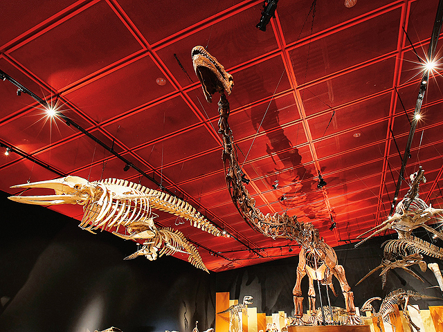 スズキイ(首長竜)の全身骨格標本など/いわき市石炭・化石館 ほるる(福島県/いわき市)