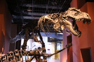 茨城県の恐竜の博物館・公園4選!ティラノサウルスの全身骨格標本から恐竜滑り台まで