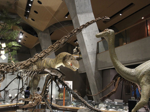 常設展示室「地球の時代」骨格標本など／群馬県立自然史博物館（群馬県／富岡市）