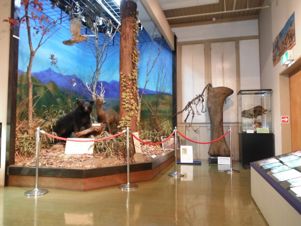 パキケファロサウルスの頭骨のレプリカなど／みどり市大間々博物館（コノドント館）（群馬県／みどり市）