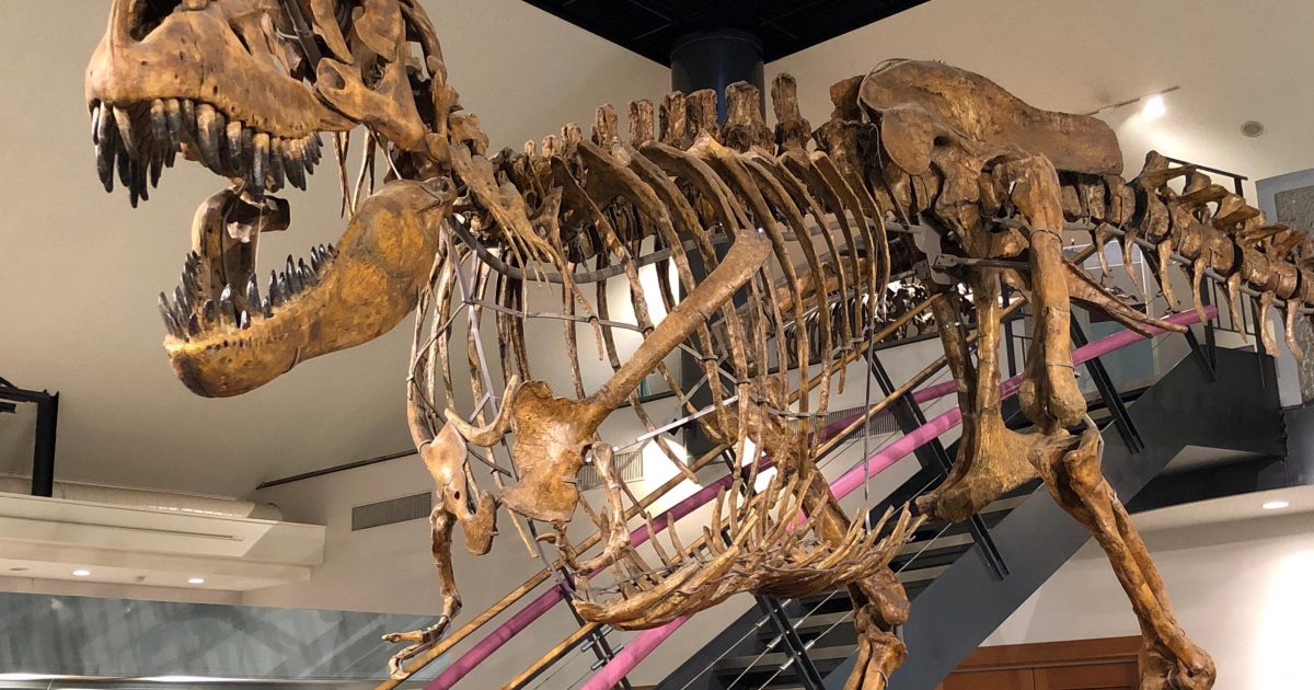 関東の恐竜の博物館・テーマパーク・公園など恐竜スポット28選（神奈川