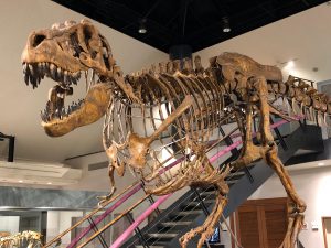 関東の恐竜の博物館・テーマパーク・公園など恐竜スポット28選(神奈川・埼玉ほか)