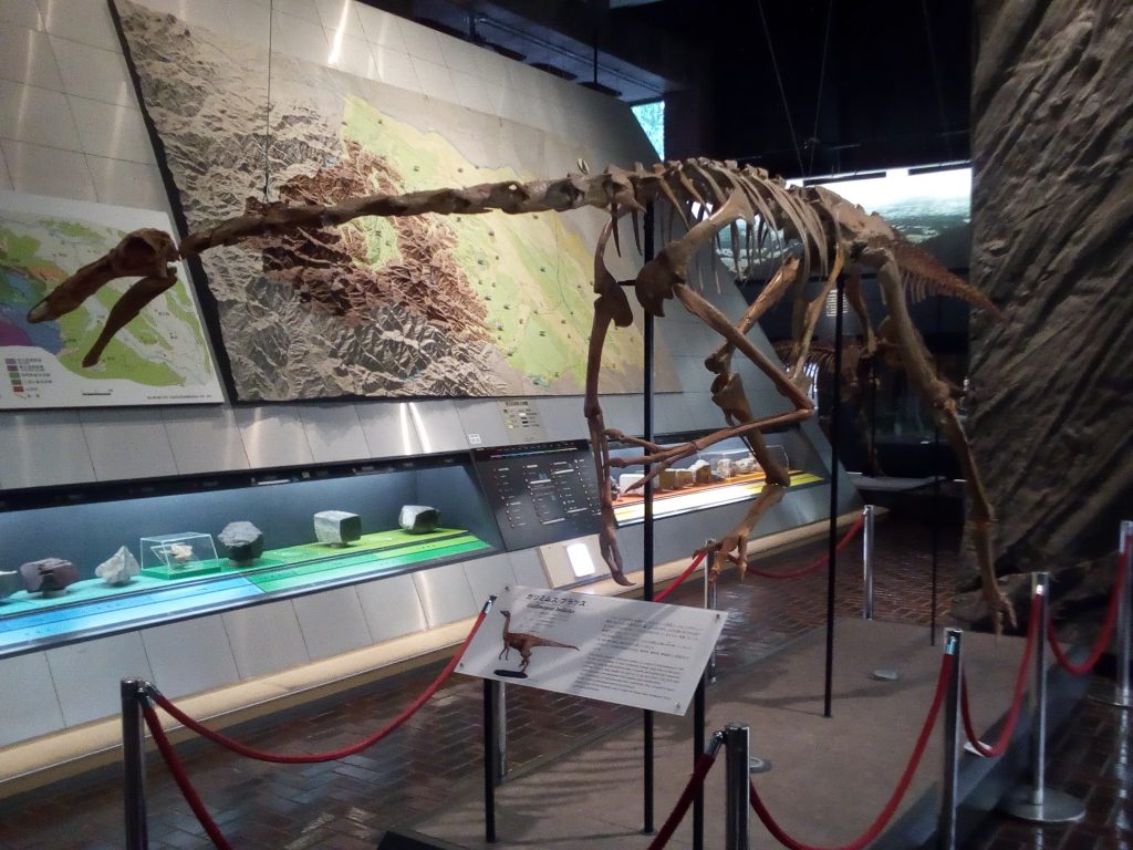 ガリミムス ブラツスの全身骨格標本／埼玉県立自然の博物館（埼玉県／長瀞町）