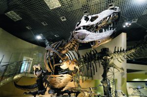 東京都の恐竜の博物館・公園・遊園地など5選!ティラノサウルスの全身骨格標本も
