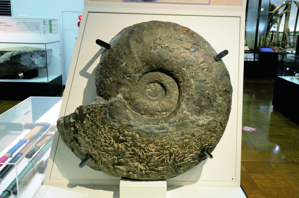 白亜紀後期のパキデスモセラス／国立科学博物館（東京都／台東区）