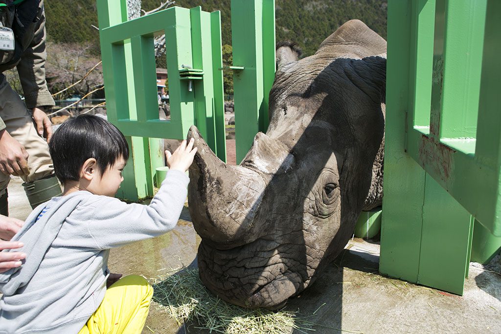 至近距離でサイに触れる／伊豆アニマルキングダム（静岡県／賀茂郡東伊豆町）
