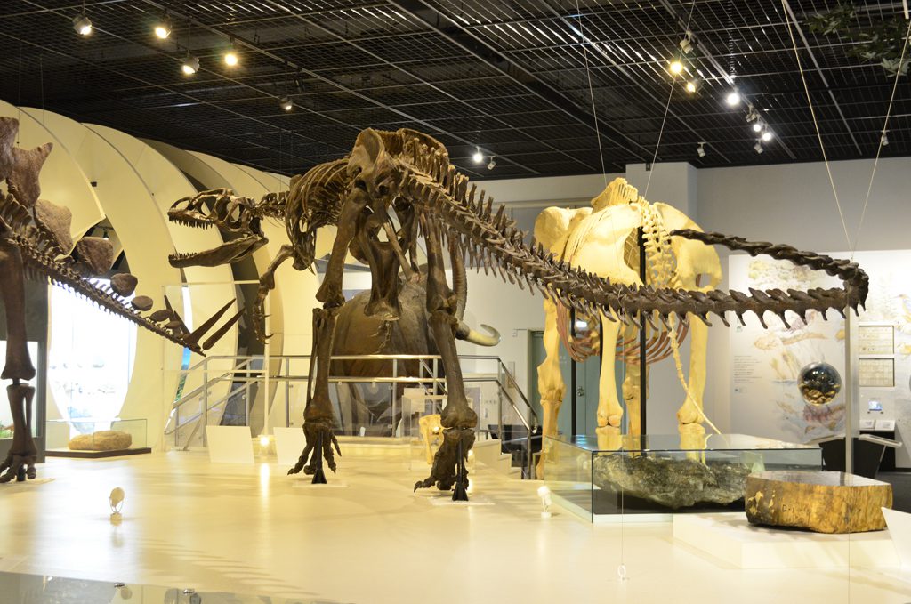 アロサウルスの全身骨格標本/姫路科学館(兵庫県/姫路市)