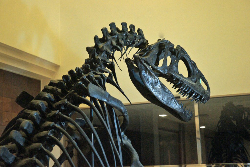 アロサウルスの全身骨格標本/奥出雲多根自然博物館(島根県/仁多郡)