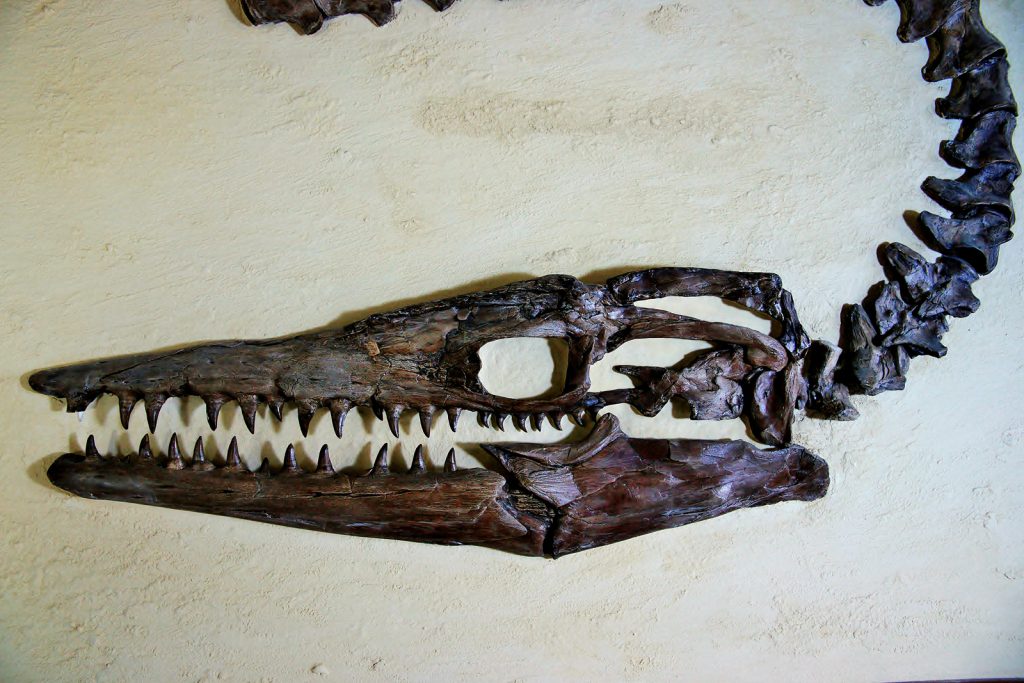 ティロサウルス/奥出雲多根自然博物館(島根県/仁多郡)