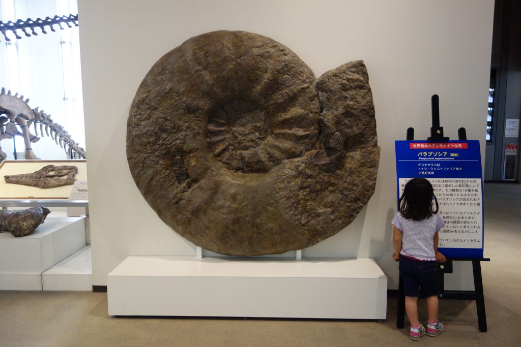 世界最大のアンモナイト化石／徳島県立博物館（徳島県／徳島市）