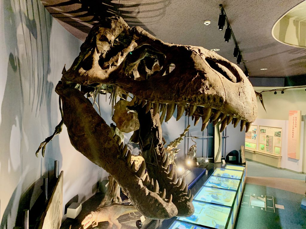 ティラノサウルス・レックスの全身骨格レプリカ/宮崎県総合博物館(宮崎県/宮崎市)