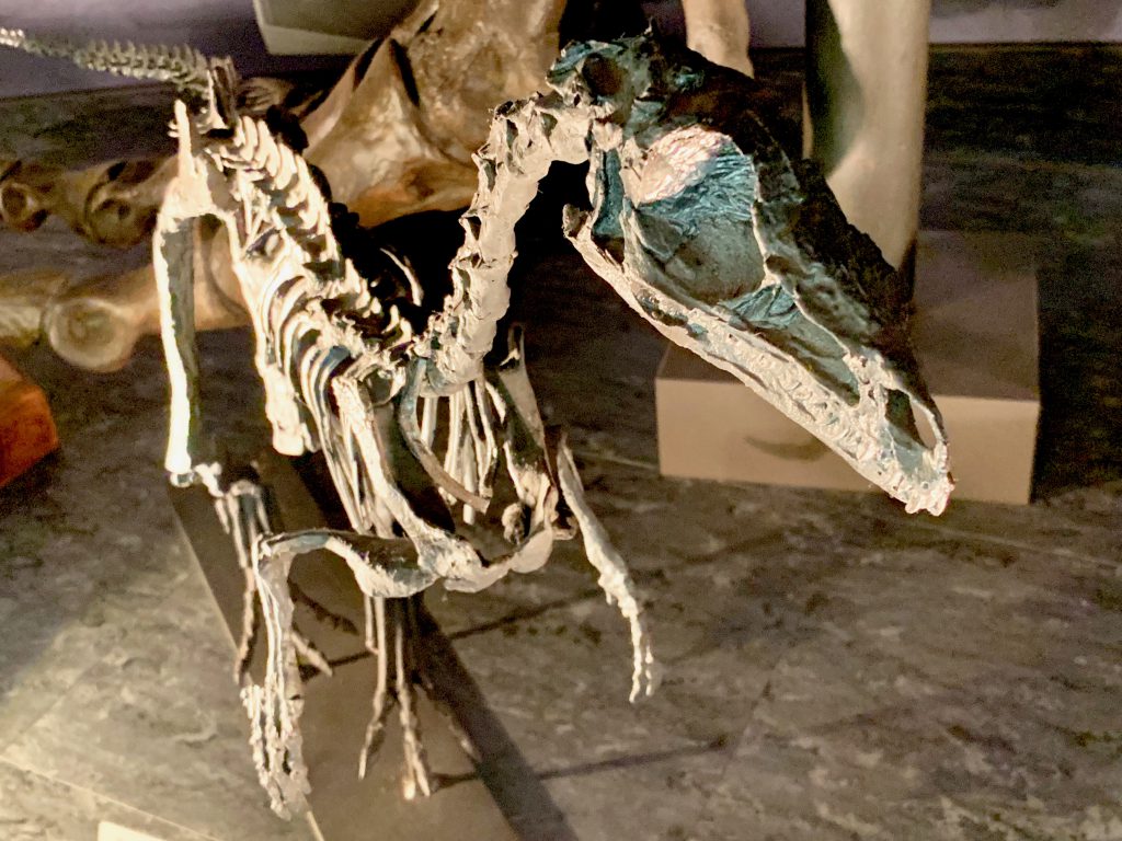 エオラプトルの全身骨格レプリカ/宮崎県総合博物館(宮崎県/宮崎市)