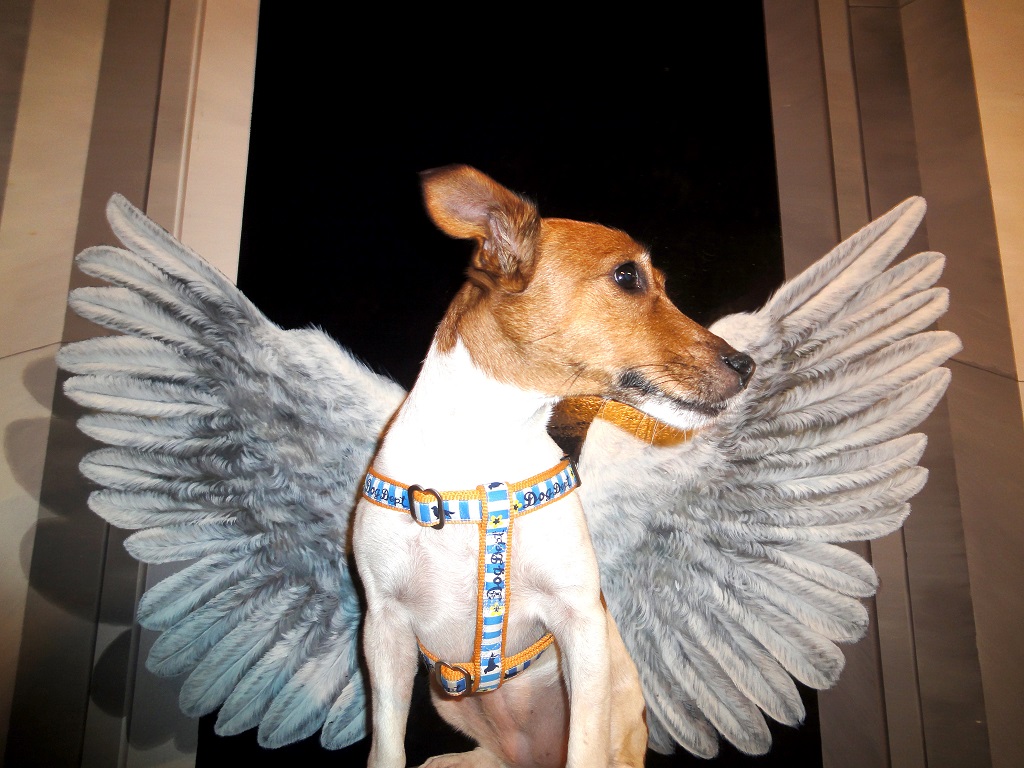 全ての施設をペットと一緒に遊んで楽しむことができる／那須とりっくあーとぴあ（栃木県／那須町）