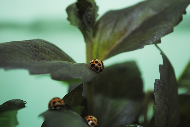 「ナミテントウムシ」の展示／大昆虫展in東京スカイツリータウン（東京都）