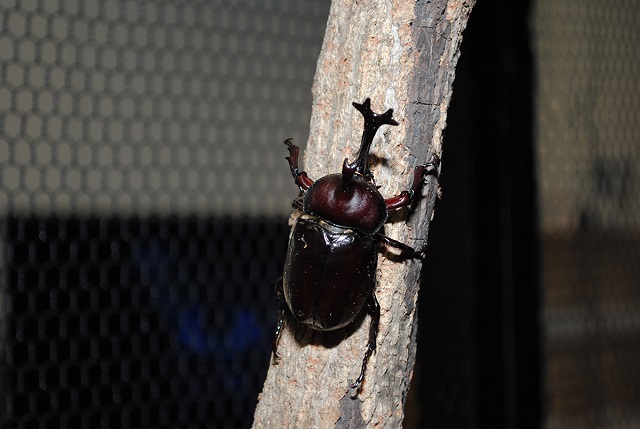 カブトムシが放し飼いにされている「ふれあいの森」／大昆虫展in東京スカイツリータウン（東京都）