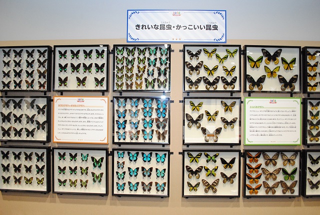 標本展示「きれいな昆虫・かっこいい昆虫」／大昆虫展in東京スカイツリータウン（東京都）