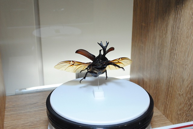 飛んでいる姿のカブトムシが観察できる「360°標本」／大昆虫展in東京スカイツリータウン（東京都）