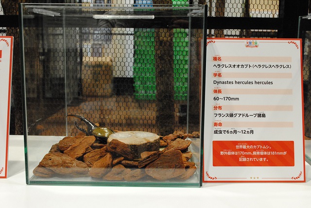 生きている昆虫の展示／大昆虫展in東京スカイツリータウン（東京都）