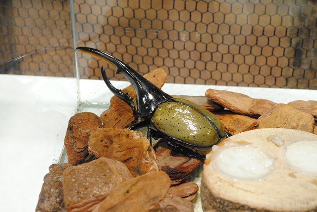 大人気のカブトムシの王様「ヘラクレスオオカブト」／大昆虫展in東京スカイツリータウン（東京都）