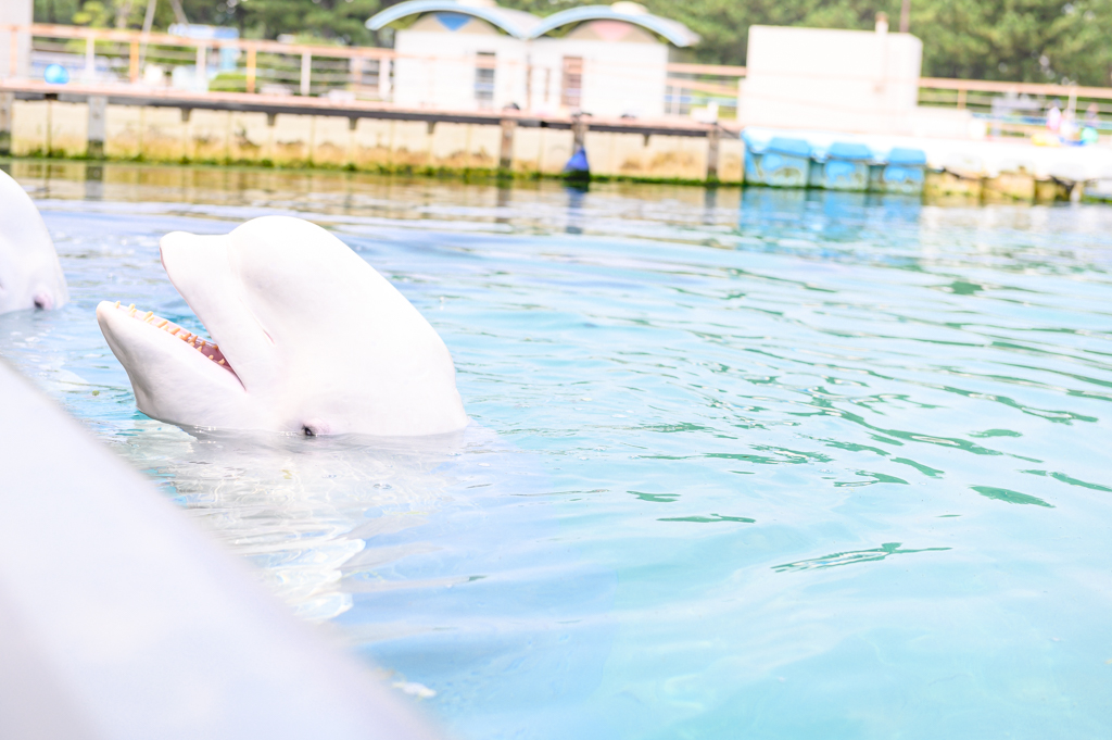 「シロイルカのスプラッシュタイム」もバッチリ撮影／横浜・八景島シーパラダイス（神奈川県／横浜市金沢区）