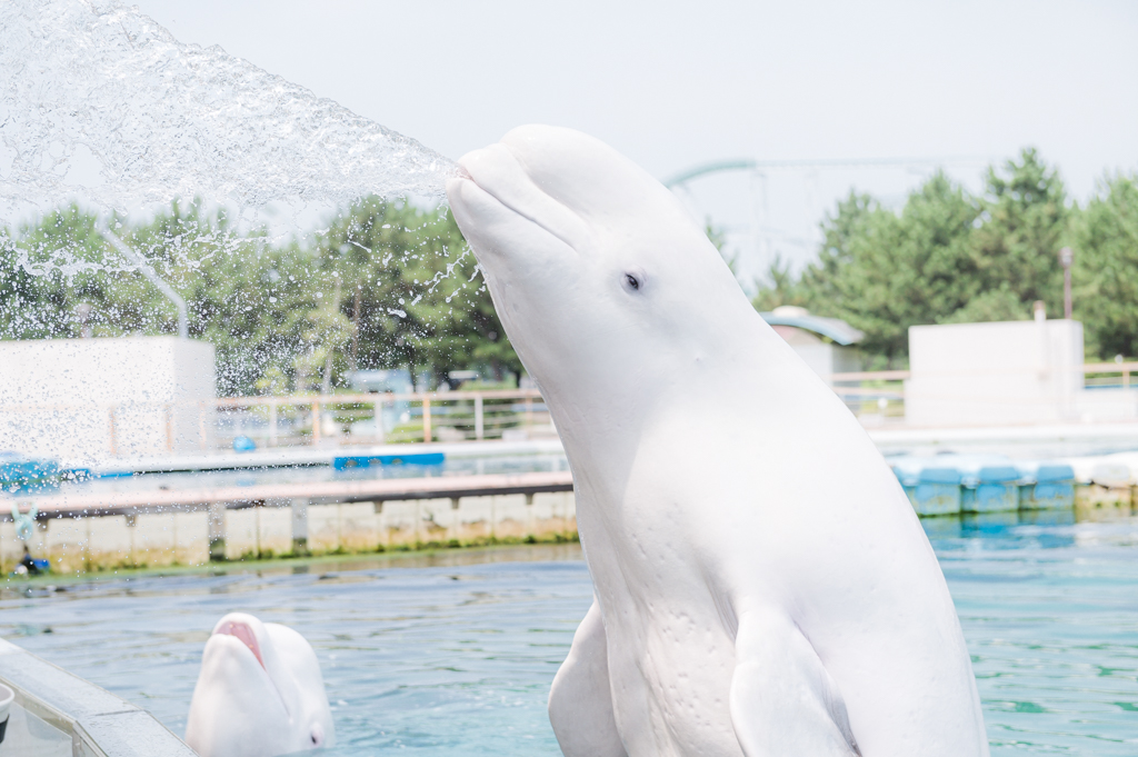 「シロイルカのスプラッシュタイム」もバッチリ撮影／横浜・八景島シーパラダイス（神奈川県／横浜市金沢区）