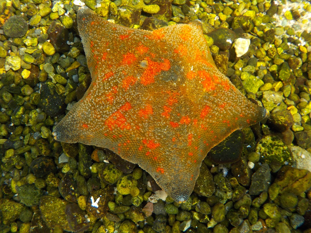 水中で撮るモードで撮影したヒトデ／横浜・八景島シーパラダイス（神奈川県／横浜市金沢区）