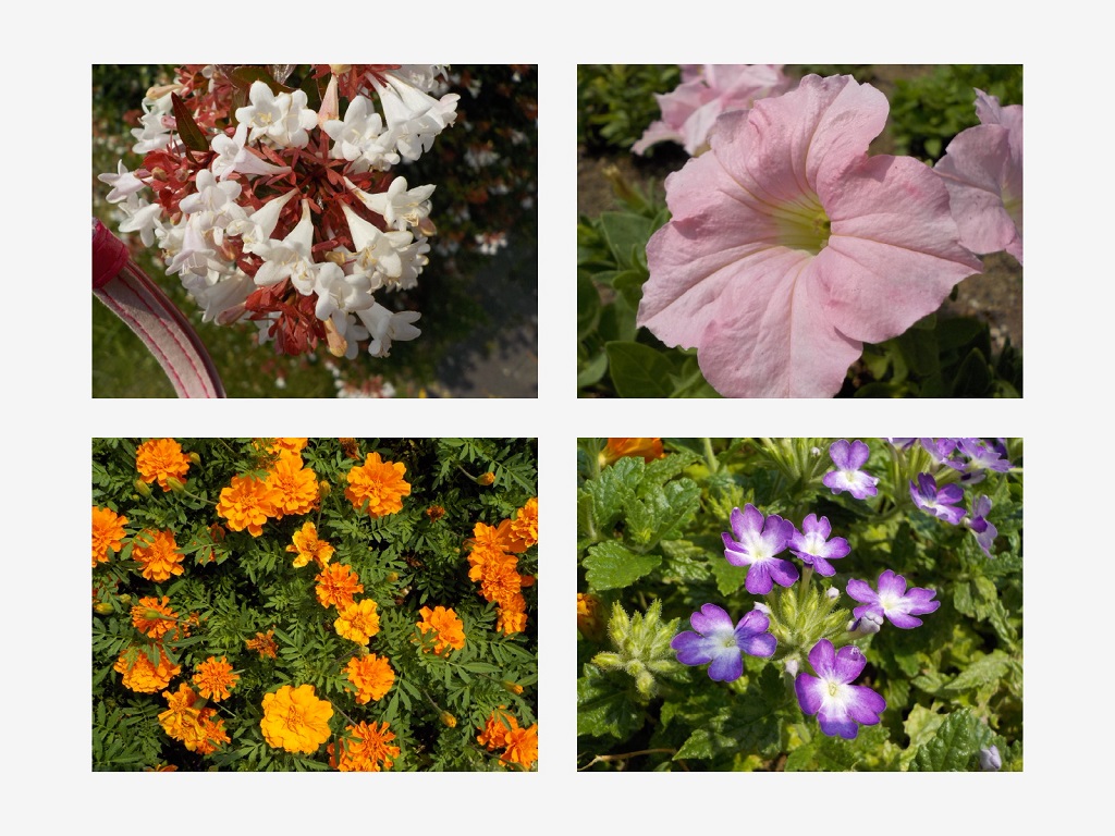 写真を組み合わせるモードで4枚をひとつにまとめる／横浜・八景島シーパラダイス（神奈川県／横浜市金沢区）