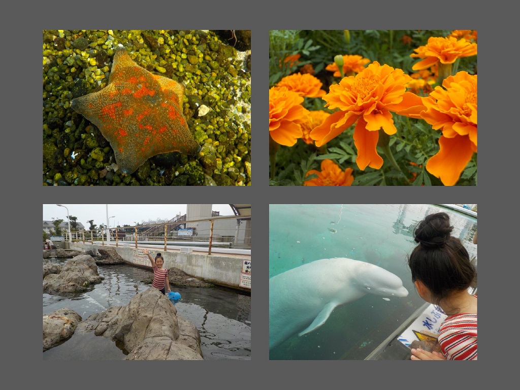 写真を組み合わせるモードで4枚をひとつにまとめる／横浜・八景島シーパラダイス（神奈川県／横浜市金沢区）
