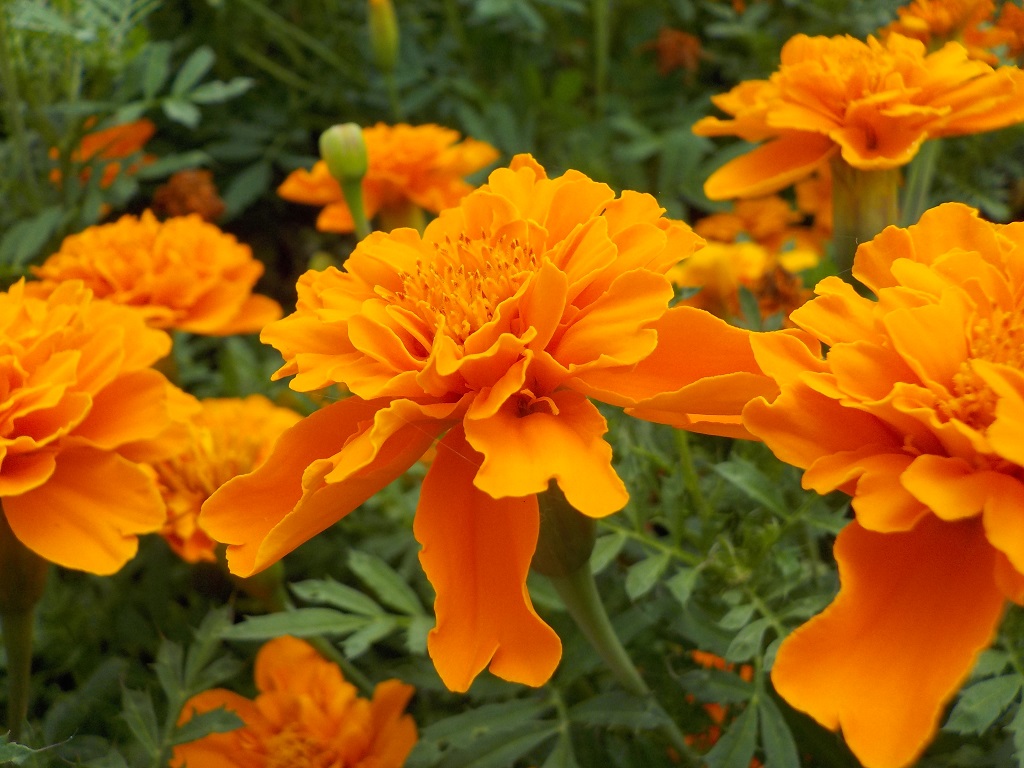 オートで撮るモードで撮影／横浜・八景島シーパラダイス（神奈川県／横浜市金沢区）