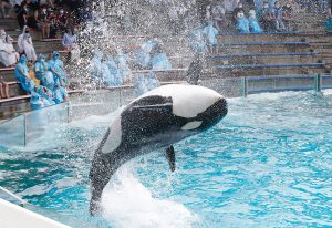 夏休みに!2020水族館の夏イベント14選。ずぶ濡れ&納涼&夜の水族館