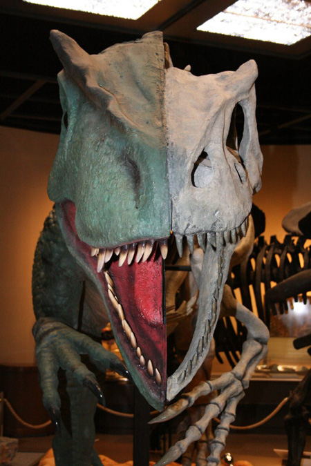 生態復元と骨格が半分ずつのアロサウルス/栃木県立博物館(栃木県/宇都宮市)