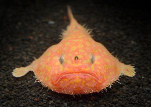 深海魚＆深海生物がいる関東近郊の水族館5選！シーラカンスの冷凍標本も