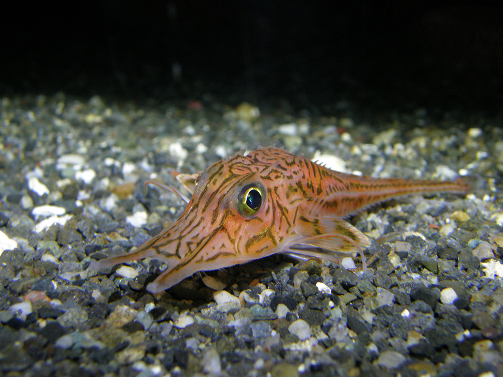 かわいい目が特徴のキホウボウ／伊豆・三津シーパラダイス（静岡県／沼津市）