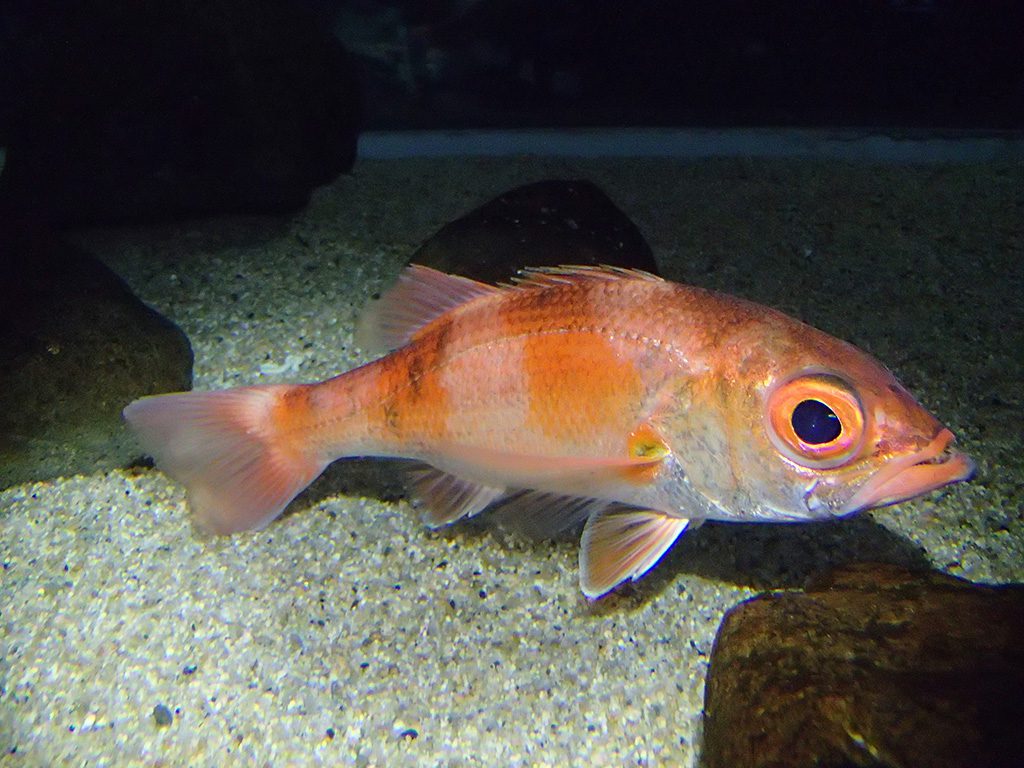 大きな目が印象的なアカムツ／伊豆・三津シーパラダイス（静岡県／沼津市）
