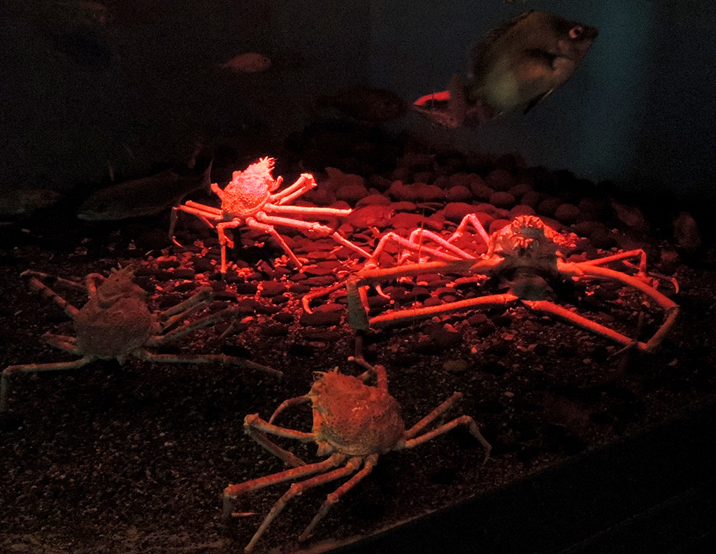 神秘的なタカアシガニがいる水槽／横浜・八景島シーパラダイス（神奈川県／横浜市）
