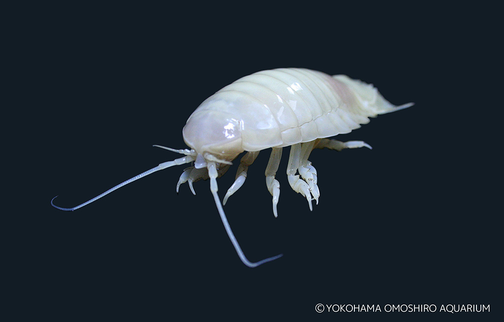 珍しいアルビノ個体のオオグソクムシ“しろまる”／ヨコハマおもしろ水族館・赤ちゃん水族館（神奈川県／横浜市）