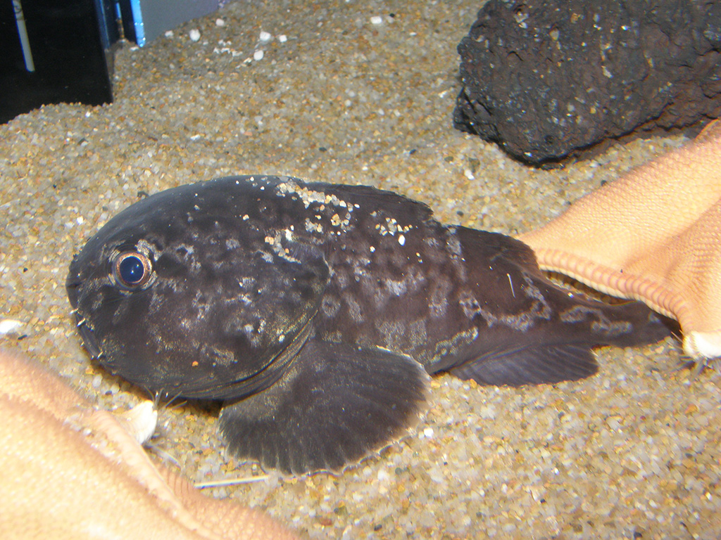 ずんぐるむっくりの姿と目が妙にかわいいアカドンコ／ヨコハマおもしろ水族館・赤ちゃん水族館（神奈川県／横浜市）