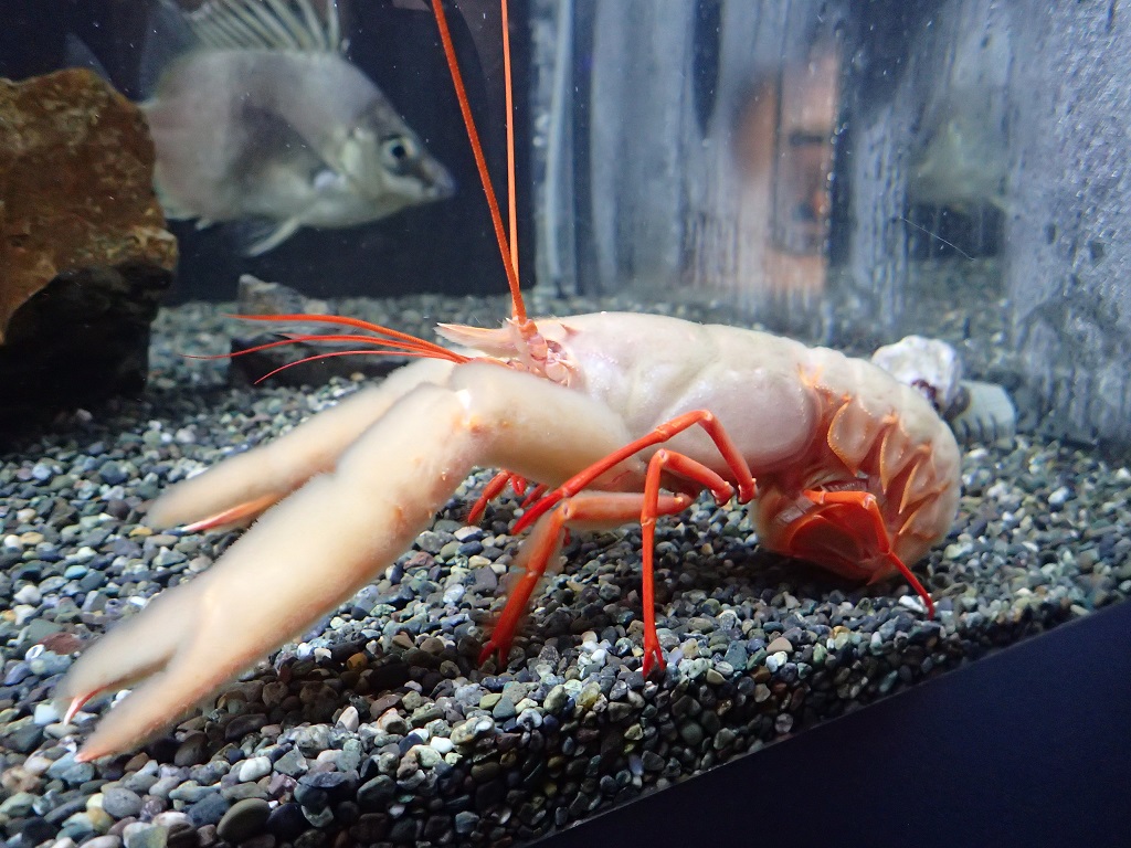 体長15cmくらいのオキナエビ/仙台うみの杜水族館(宮城県/仙台市)