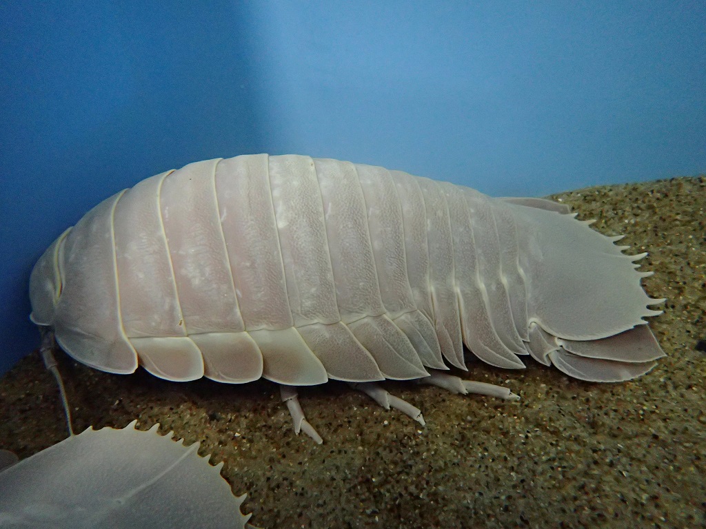 ダイオウグソクムシ/仙台うみの杜水族館(宮城県/仙台市)