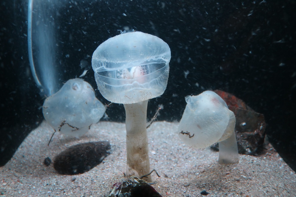 「親潮アイスボックス」にいるオオグチボヤ/アクアマリンふくしま(福島県/いわき市)