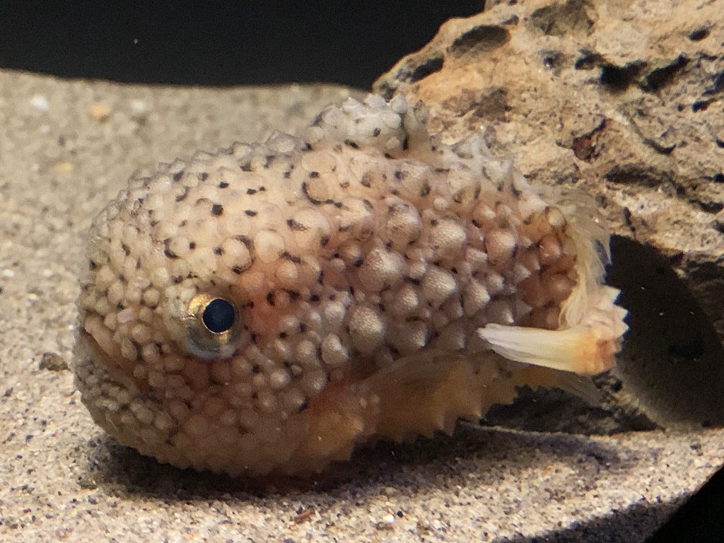 「ふくしまの海~大陸棚への道~」にいるコンペイトウ/アクアマリンふくしま(福島県/いわき市)